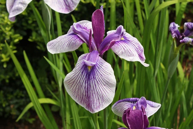 Discover pond plants