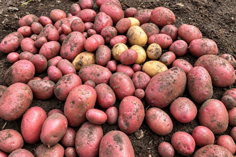 A pile of potatoes in dirt