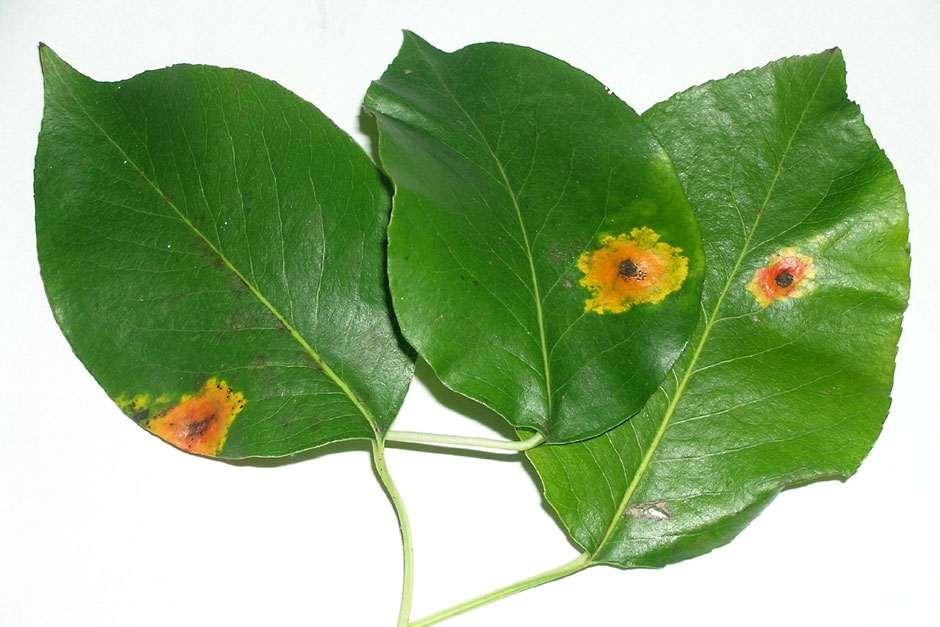Rust diseases: Symptoms & Control | RHS Advice