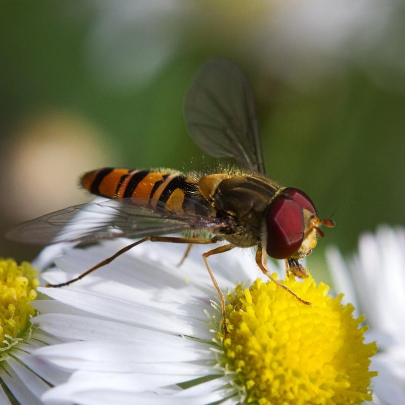 Hoverfly Planting Plan | RHS Advice