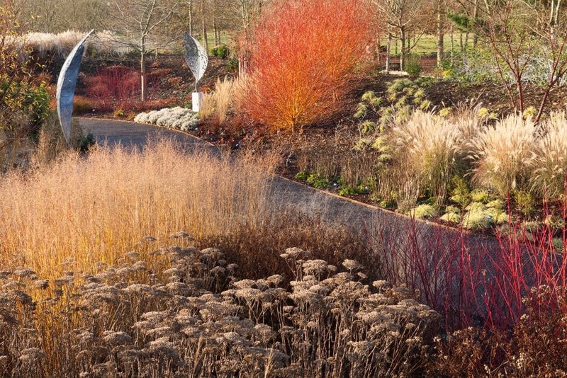 Panicum virgatum ‘Rehbraun’