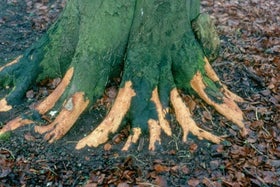 Ring-barking: Causes and Solutions | RHS Advice