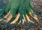 Ringbark Protection Ring-barking: Causes and Solutions | RHS Advice