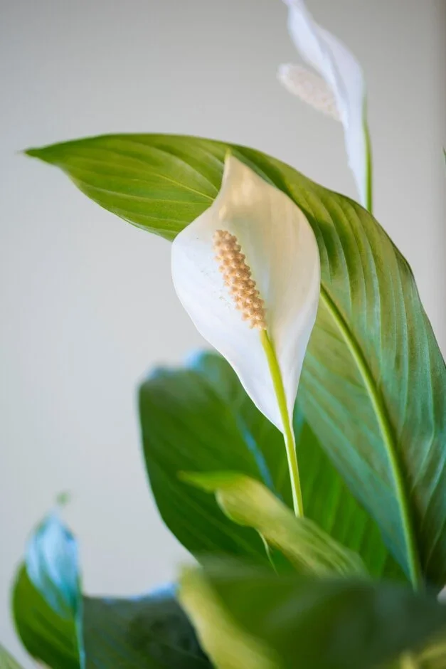 5. Peace lily (Spathiphyllum wallisii)