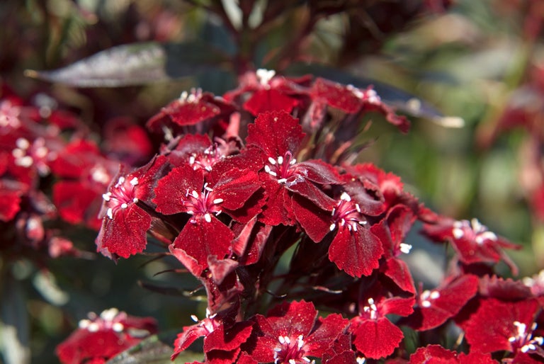 Buy annual and biennial dianthus from RHSplants.co.uk