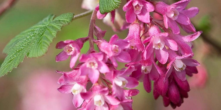 Buy ribes from RHSplants.co.uk