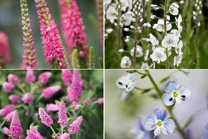 Veronica / RHS Plant Guide