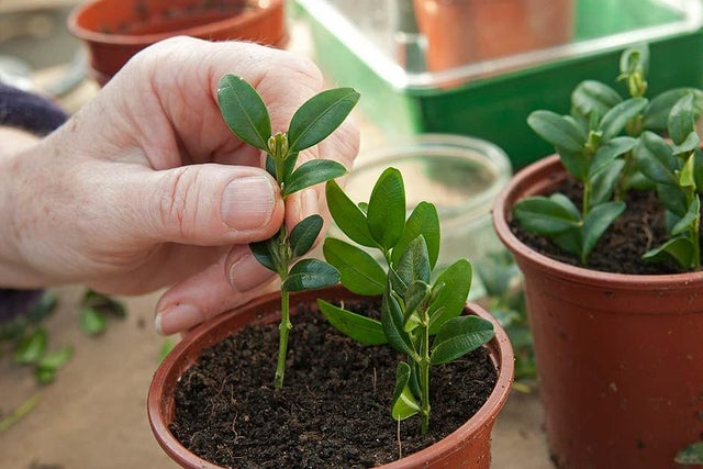 Propagation