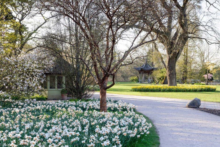 Daffodils at the RHS Gardens