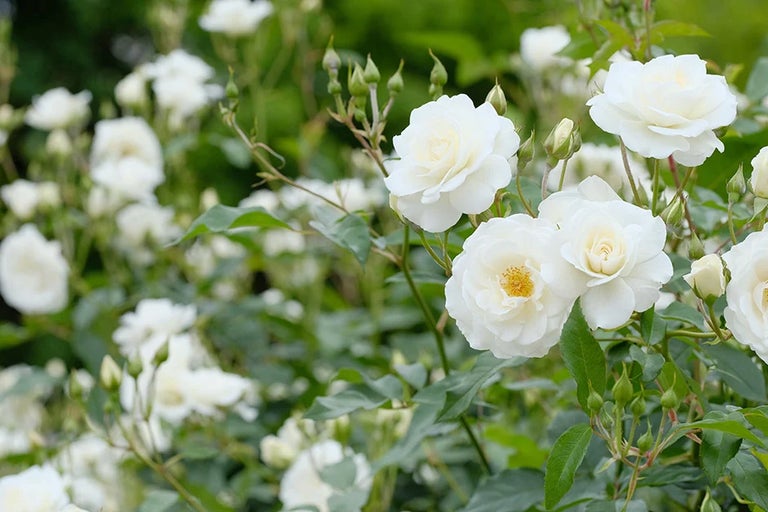 Latest from the RHS Horticulture Hub