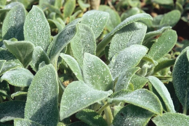 Creating a sensory garden – tips and inspiration