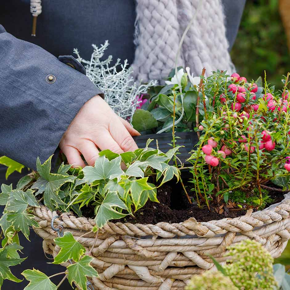 Planting up a hanging basket for winter interest – adding flowering cyclamen next to trailing ivy