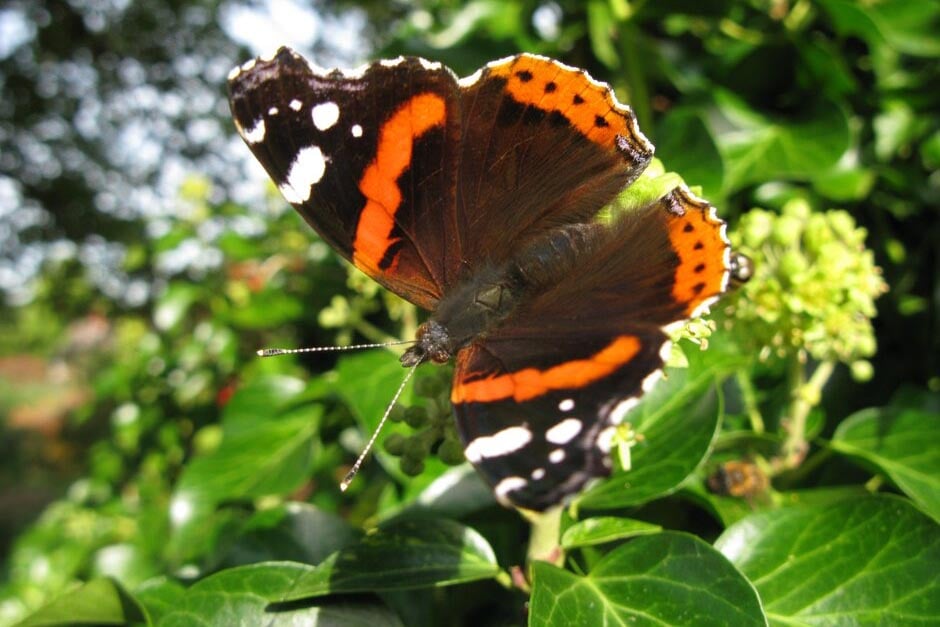 Ivy on Trees and as Groundcover | RHS Advice
