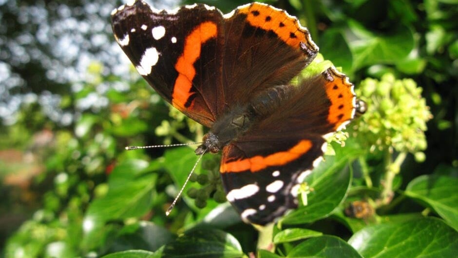 Ivy Insect Ivy on Trees and as Groundcover | RHS Advice