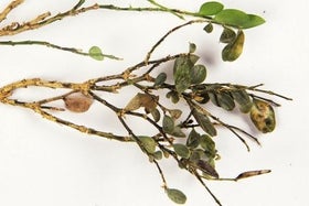 Box blight: Causes, Symptoms & Control | RHS Advice