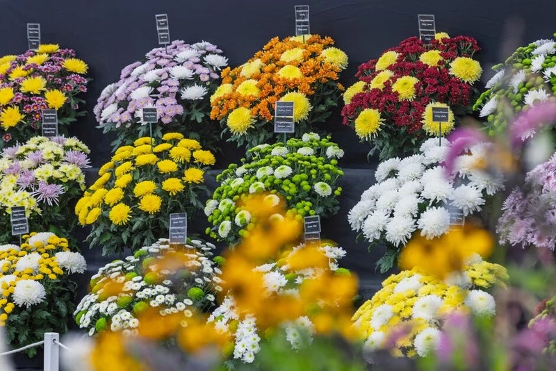 Colourful chysanthemums