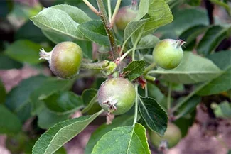 How to grow pears | RHS Guide