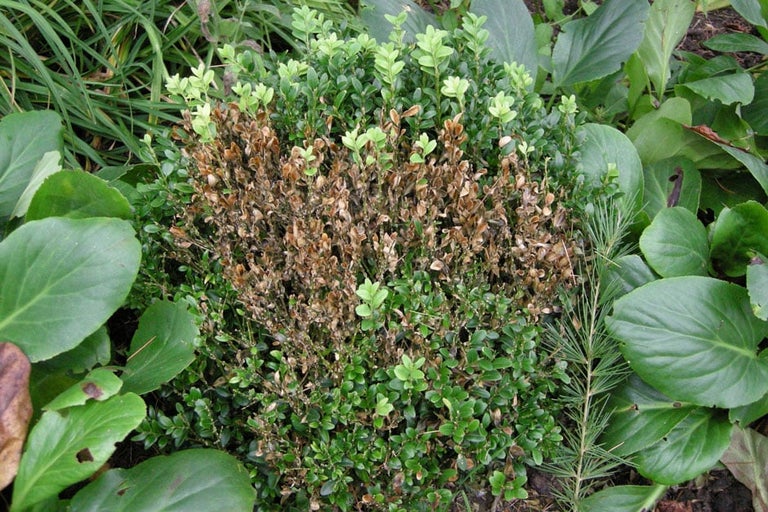 Identify a plant disease