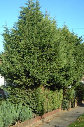 RHS Guide to nuisance and overgrown hedges