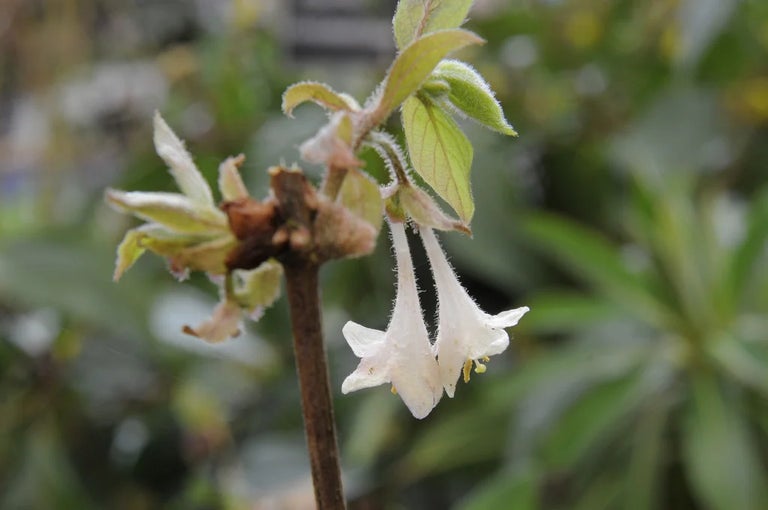 Shrubby honeysuckles for seasonal interest