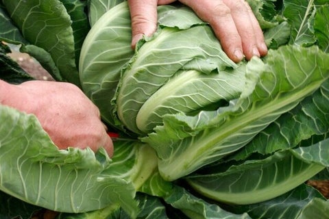 How to grow Cauliflower | RHS Guide