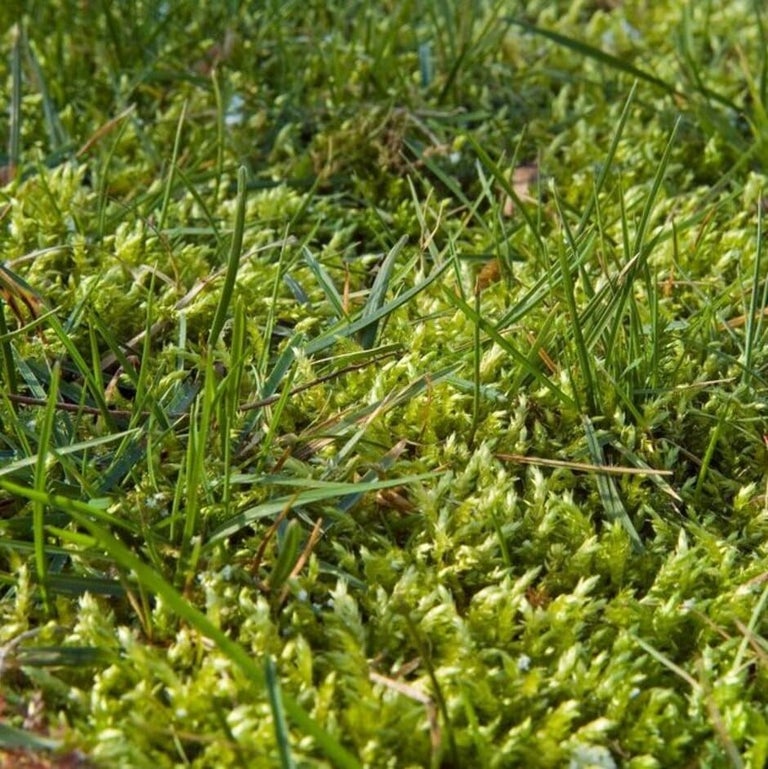 Moss in lawns