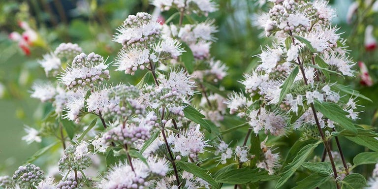 Buy Caryopteris from RHSplants.co.uk