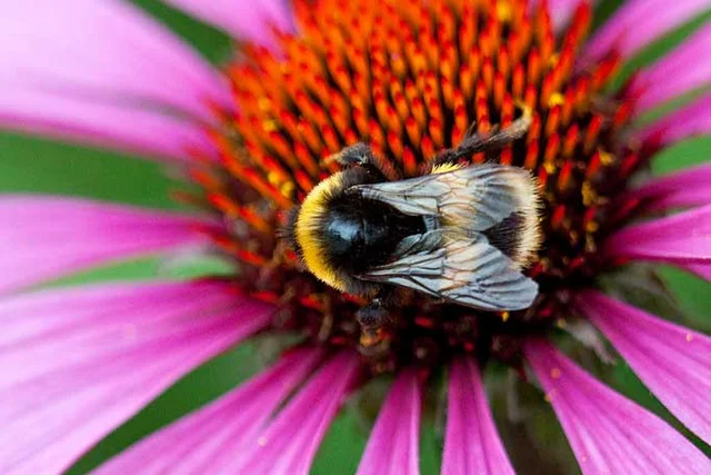 Get your garden buzzing with wildlife