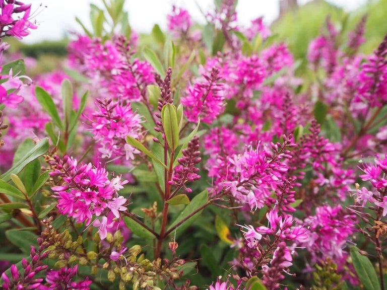 Using award-winning plants