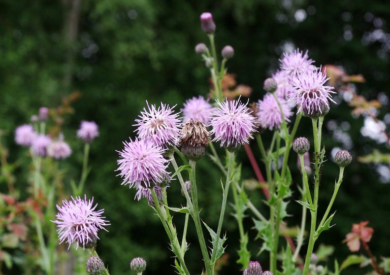 Creeping thistle