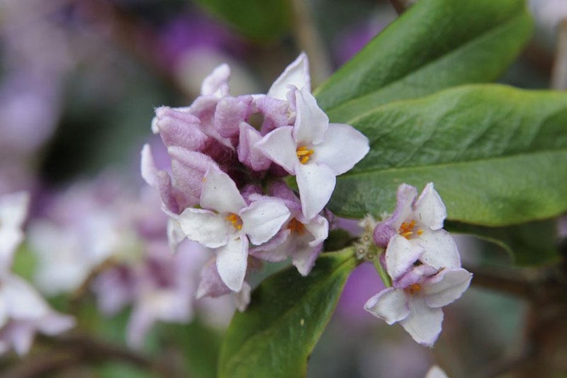 Scent of winter