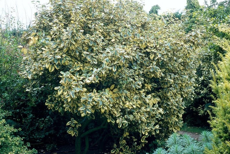 Best Evergreens for Pollinators | RHS Advice