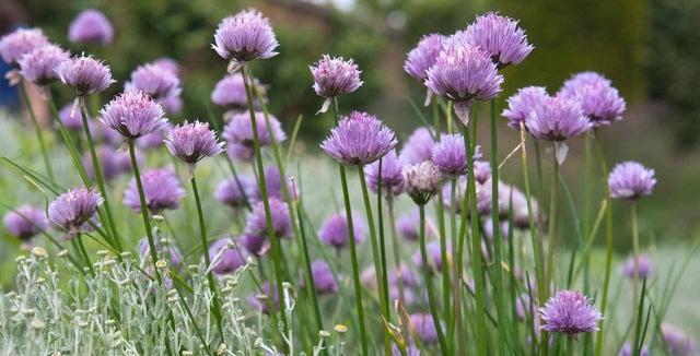 Curious about alliums? Discover the varieties of this versatile edible