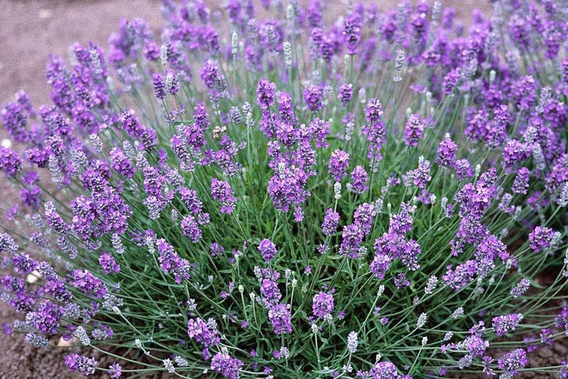 Scented summer flowers