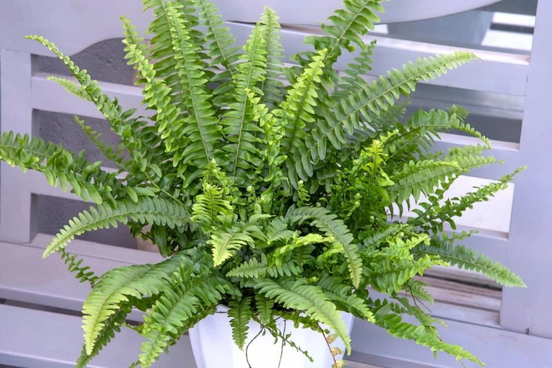 Boston fern – a pleasing contrast