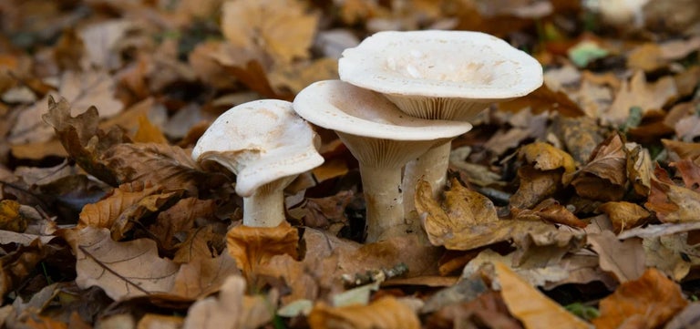 The top five books to get into fungi