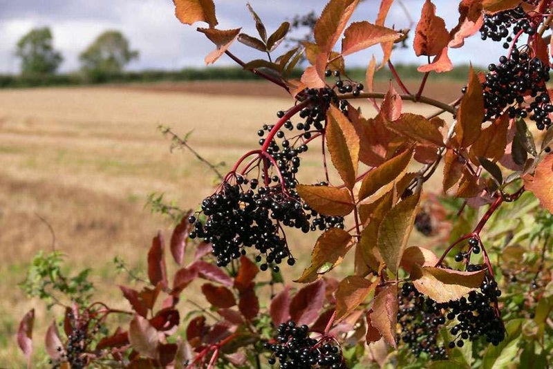 Nature's larder