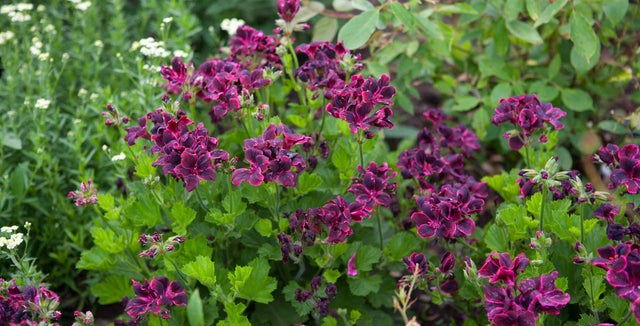 All about zonal pelargoniums