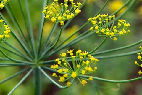 How to grow Dill | RHS Guide