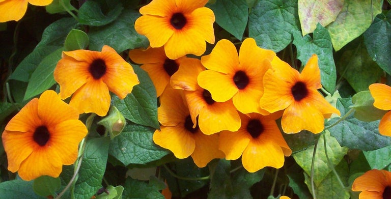 Thunbergia
