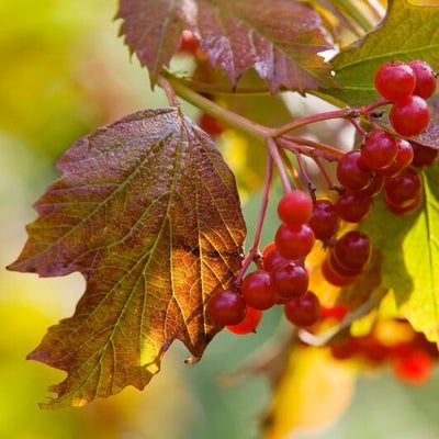 <i>Viburnum opulus</i> autumn colour
