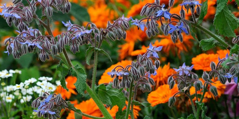 Buy borages from RHSplants.co.uk