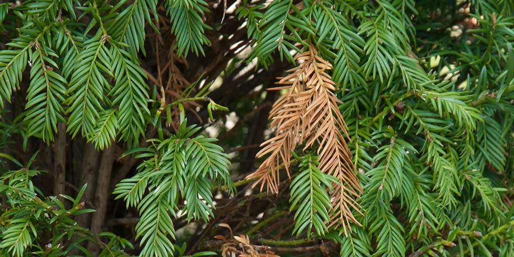 Yew (Taxus) / RHS Plant Guide