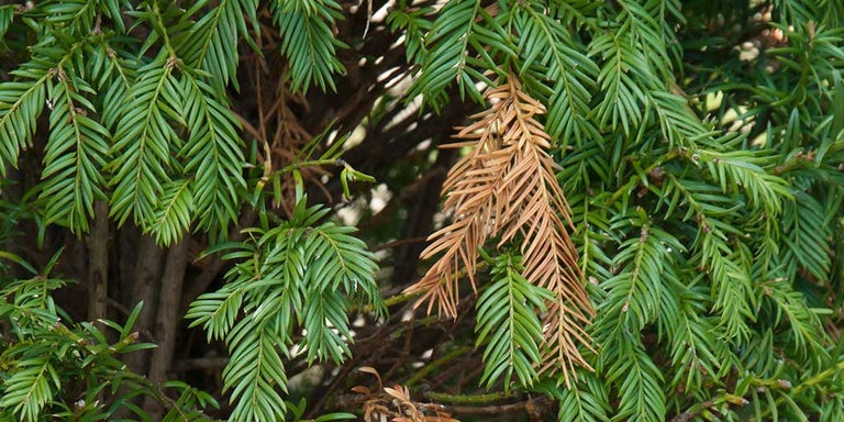Buy yew from RHSplants.co.uk