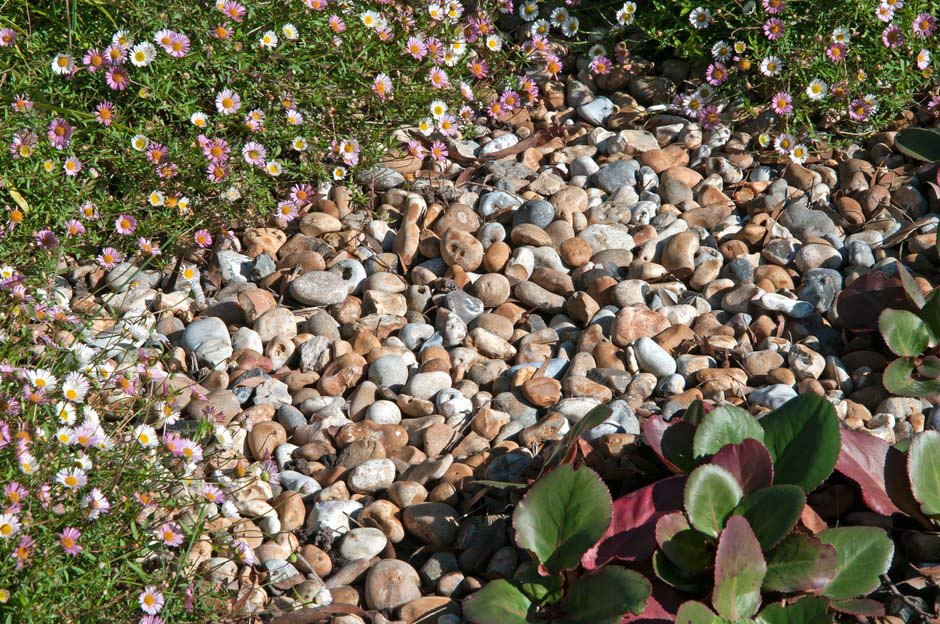 A group of small rocks and flowers