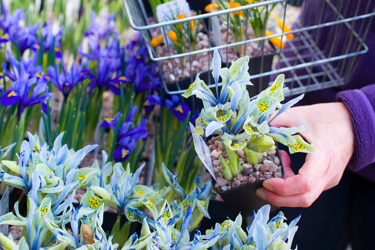 Get growing: gardening for beginners