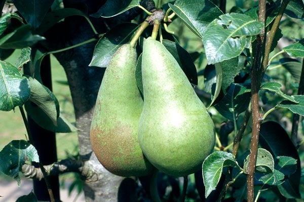 How to grow pears | RHS Guide