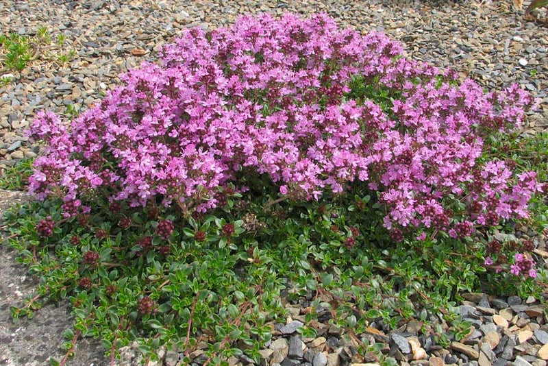 Fragrant thyme