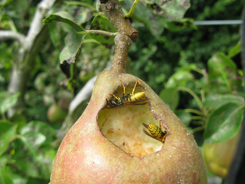 Common wasp (Vespula vulgaris) on pear (Pyrus communis)