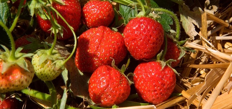Planting strawberries